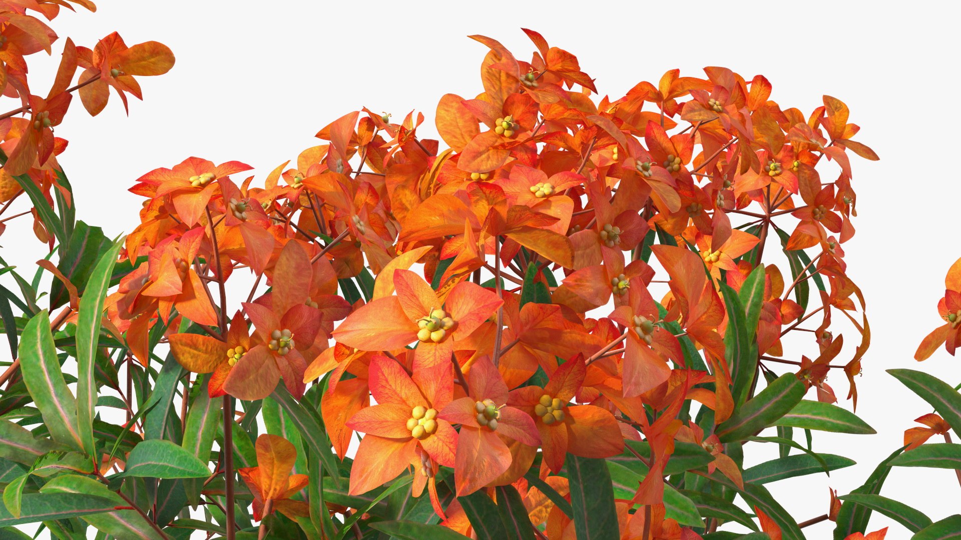 3D model Flowering Plants Collection 10 https://p.turbosquid.com/ts-thumb/aU/LdlOur/TL/floweringplantscollection10mb3dmodel025/jpg/1663181605/1920x1080/fit_q87/093ec5bb3cb08bee89f5e48a70dd5b357bffb9cb/floweringplantscollection10mb3dmodel025.jpg