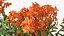 Flowering Plants Collection 10