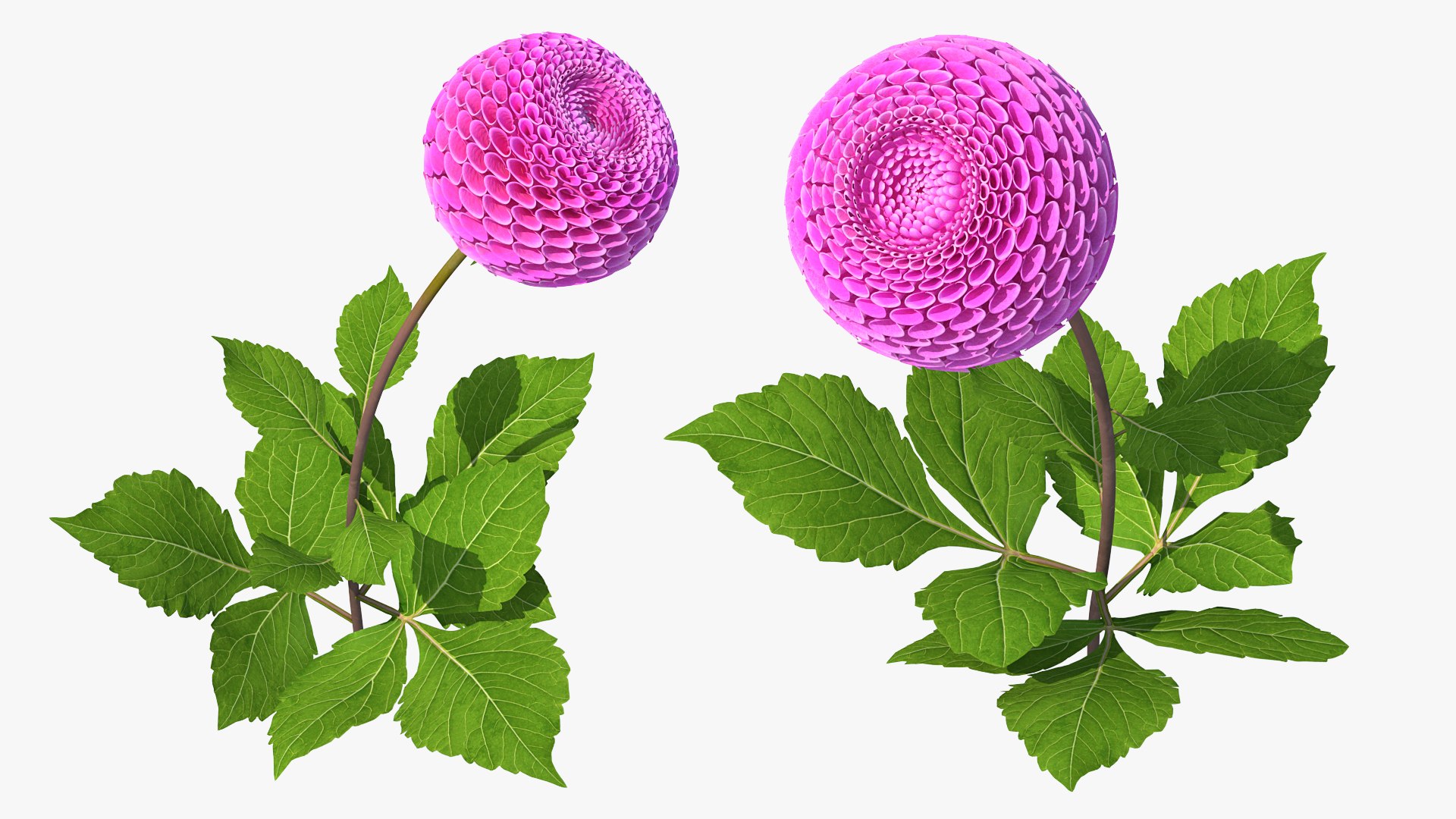 3D model Flowering Plants Collection 10 https://p.turbosquid.com/ts-thumb/aU/LdlOur/Xz/floweringplantscollection10mb3dmodel074/jpg/1663181812/1920x1080/fit_q87/9c073852e6e7f94f545f5b6005747036e2dacb75/floweringplantscollection10mb3dmodel074.jpg