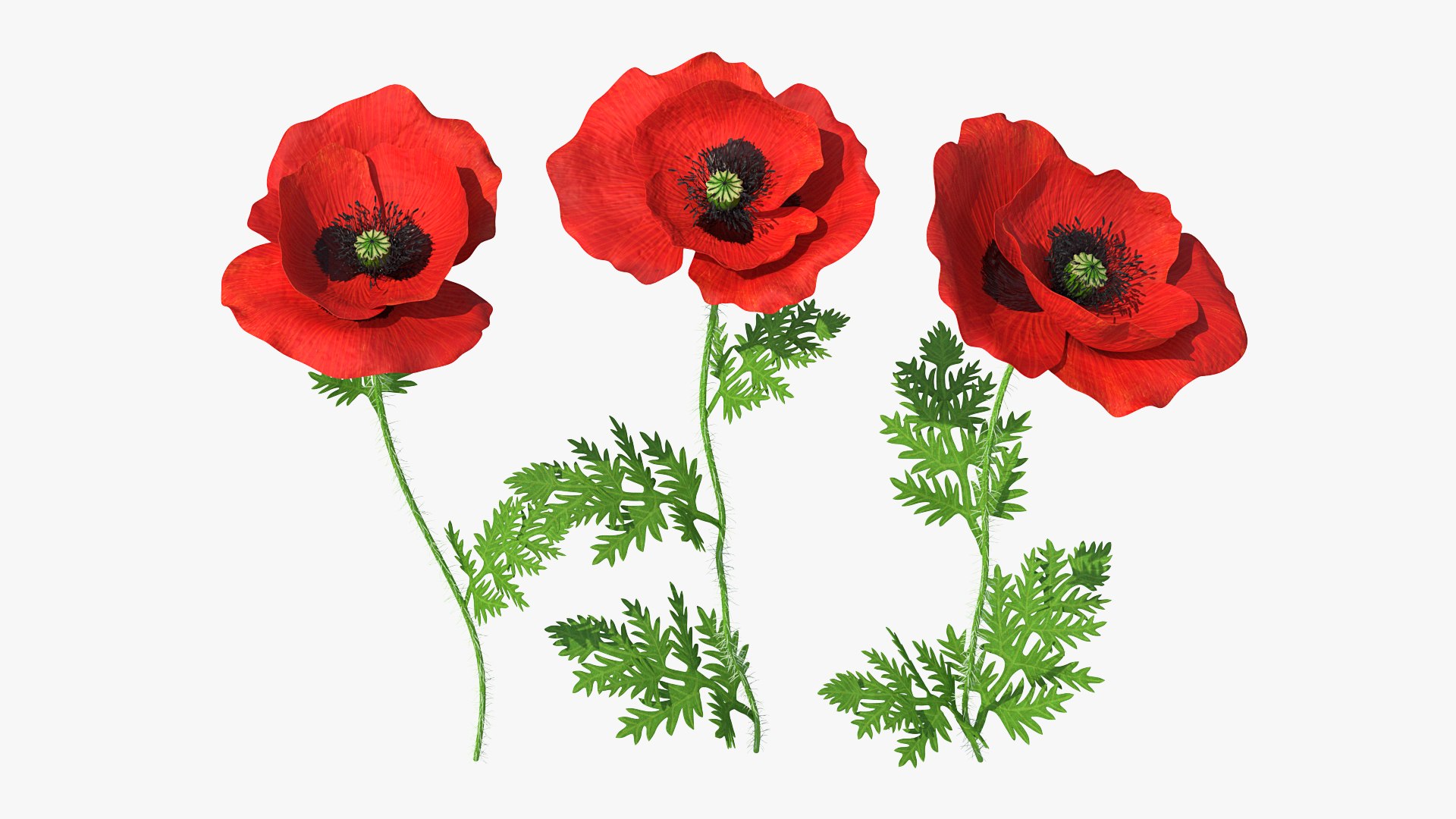 3D model Flowering Plants Collection 10 https://p.turbosquid.com/ts-thumb/aU/LdlOur/Yg/floweringplantscollection10mb3dmodel106/jpg/1663181944/1920x1080/fit_q87/32b44b4ce0806559118a58ed2cf335886d9a41fe/floweringplantscollection10mb3dmodel106.jpg