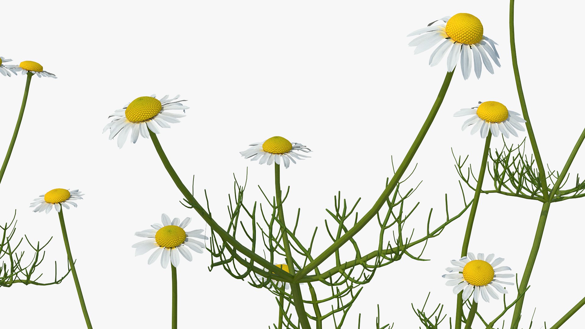 3D model Flowering Plants Collection 10 https://p.turbosquid.com/ts-thumb/aU/LdlOur/Yr/floweringplantscollection10mb3dmodel100/jpg/1663181922/1920x1080/fit_q87/9a151a6624e1e670fbde0f0afbbbe5d9e5993137/floweringplantscollection10mb3dmodel100.jpg