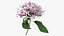 Flowering Plants Collection 10