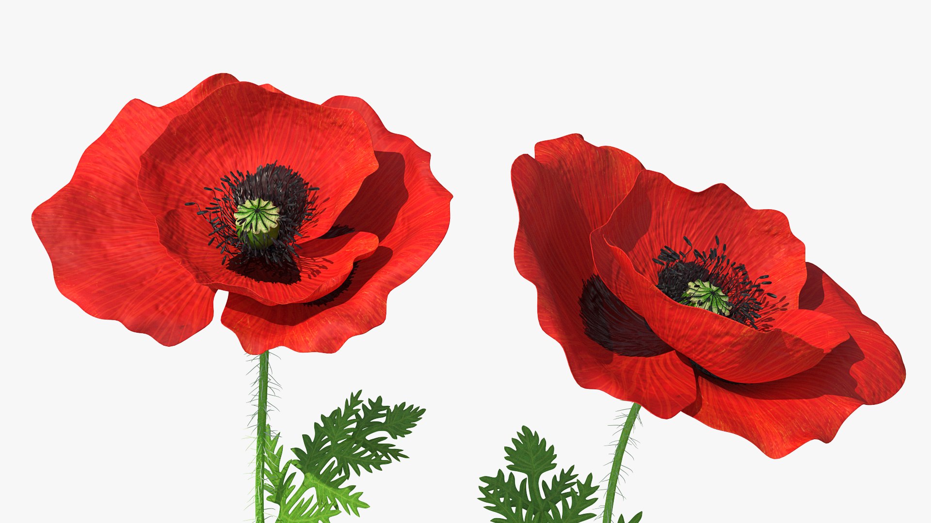3D model Flowering Plants Collection 10 https://p.turbosquid.com/ts-thumb/aU/LdlOur/bD/floweringplantscollection10mb3dmodel111/jpg/1663181967/1920x1080/fit_q87/9c08be7573b029f424816302dab905ba612dc258/floweringplantscollection10mb3dmodel111.jpg