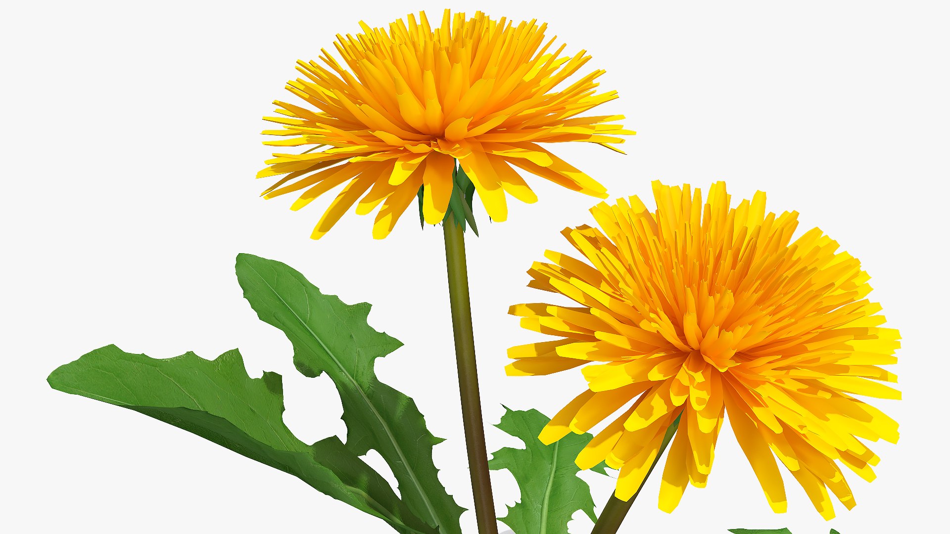 3D model Flowering Plants Collection 10 https://p.turbosquid.com/ts-thumb/aU/LdlOur/bT/floweringplantscollection10mb3dmodel133/jpg/1663182059/1920x1080/fit_q87/b7ee3918b078d7923e3943a33053d02b0255c761/floweringplantscollection10mb3dmodel133.jpg