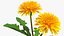 Flowering Plants Collection 10