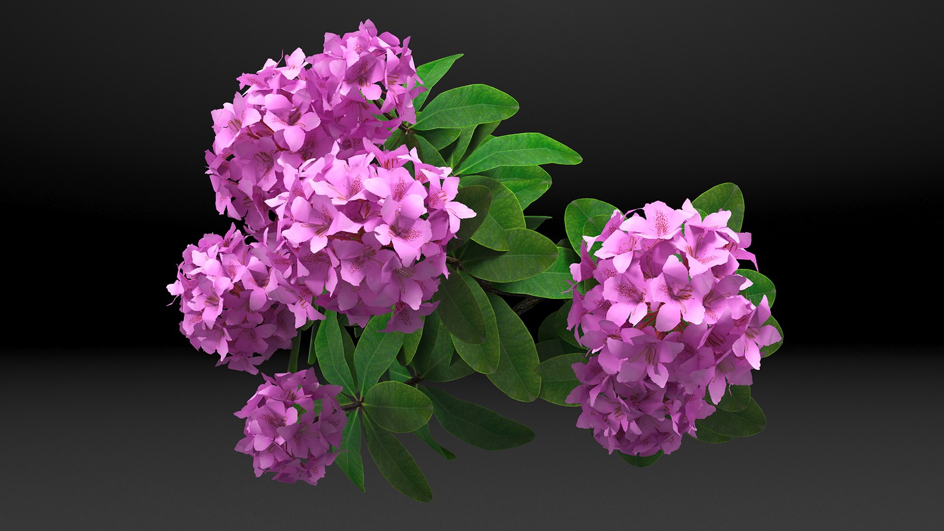 3D model Flowering Plants Collection 10 https://p.turbosquid.com/ts-thumb/aU/LdlOur/bU/floweringplantscollection10mb3dmodel049/jpg/1663181712/1920x1080/fit_q87/9815057dd389ef561df9cf3edb06f021fcf2a22a/floweringplantscollection10mb3dmodel049.jpg