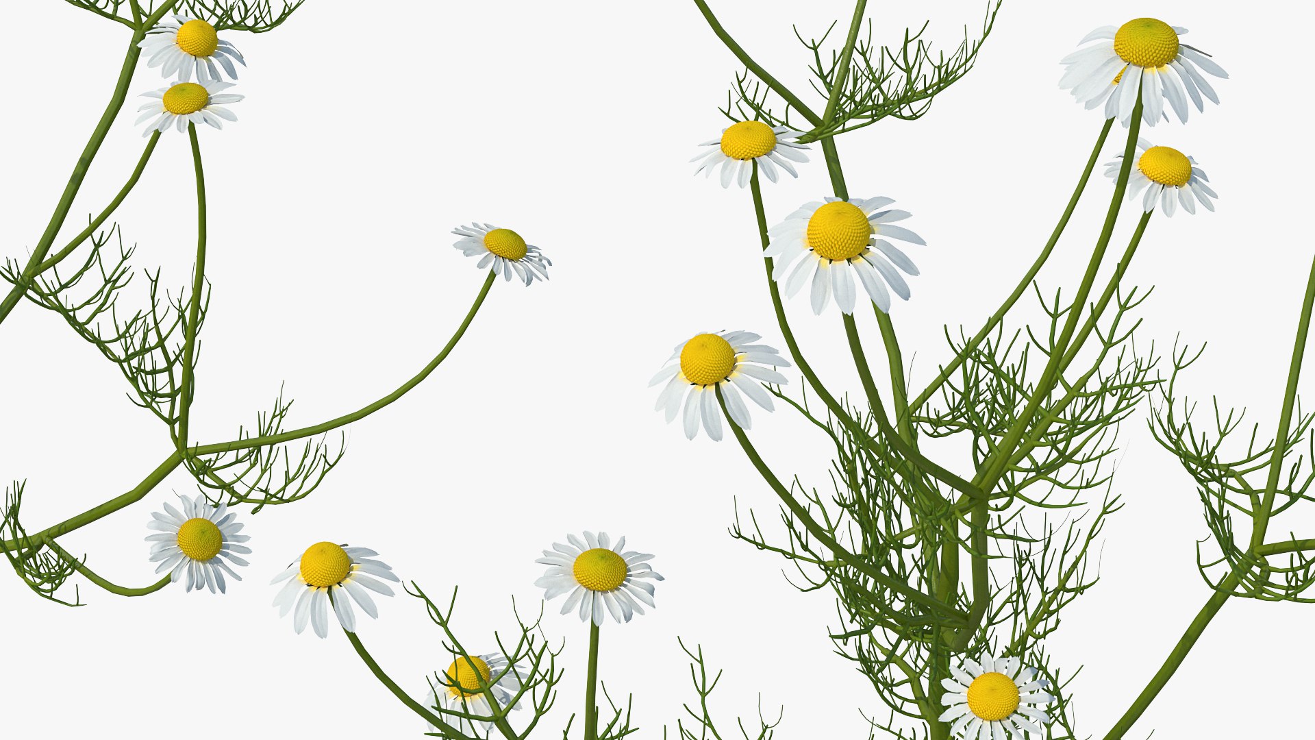 3D model Flowering Plants Collection 10 https://p.turbosquid.com/ts-thumb/aU/LdlOur/bs/floweringplantscollection10mb3dmodel102/jpg/1663181929/1920x1080/fit_q87/cd1b8be37e2351a2bed14c5102ea72d8f285f057/floweringplantscollection10mb3dmodel102.jpg