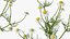 Flowering Plants Collection 10