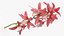 Flowering Plants Collection 10
