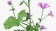 Flowering Plants Collection 10