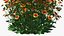 Flowering Plants Collection 10