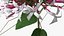Flowering Plants Collection 10