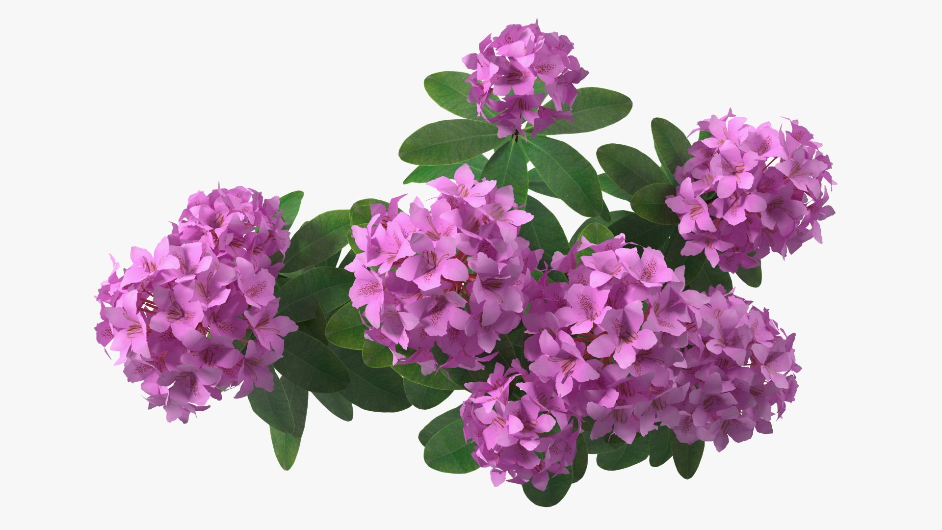 3D model Flowering Plants Collection 10 https://p.turbosquid.com/ts-thumb/aU/LdlOur/gB/floweringplantscollection10mb3dmodel052/jpg/1663181725/1920x1080/fit_q87/fe52bb0dfd5d1a764c9962b7746fc0d2a87461a6/floweringplantscollection10mb3dmodel052.jpg