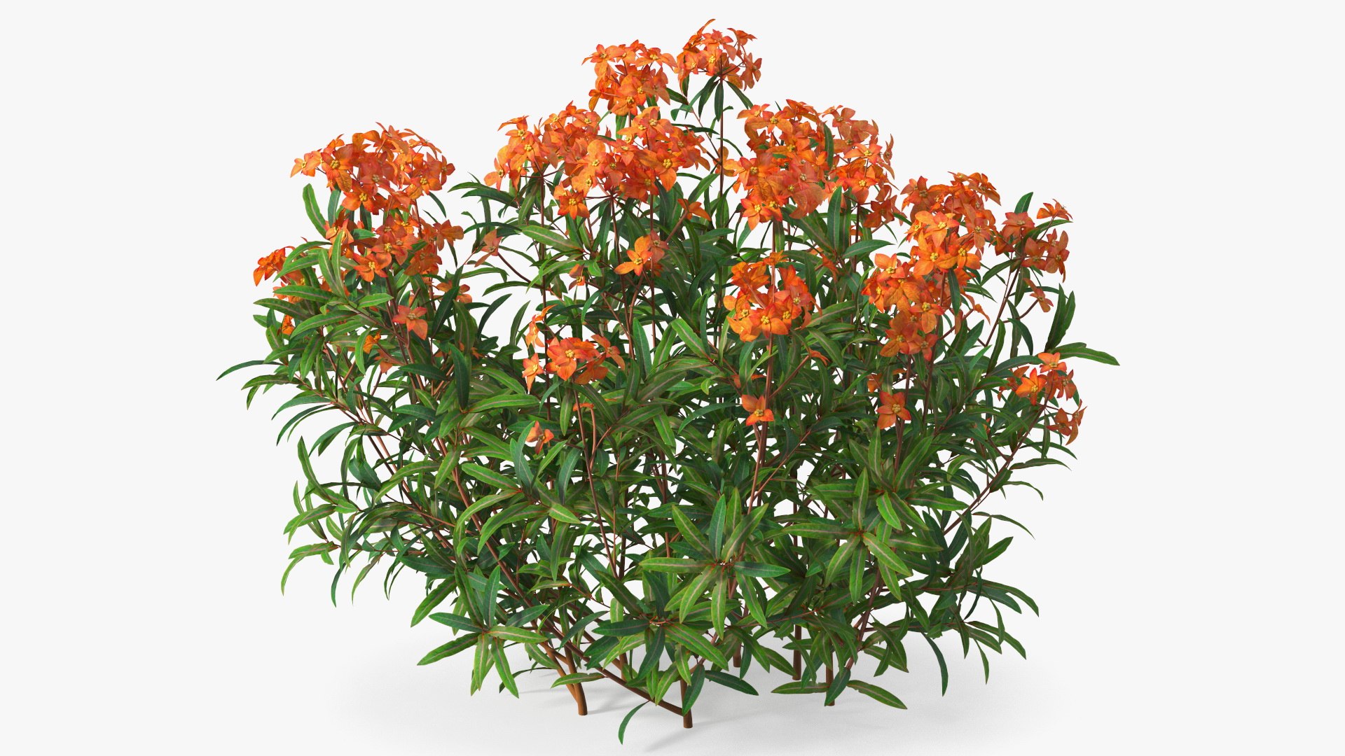 3D model Flowering Plants Collection 10 https://p.turbosquid.com/ts-thumb/aU/LdlOur/gL/floweringplantscollection10mb3dmodel013/jpg/1663181558/1920x1080/fit_q87/e4b7f1e75043546adaf72c3dae4d6ac3a760292c/floweringplantscollection10mb3dmodel013.jpg