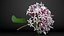 Flowering Plants Collection 10