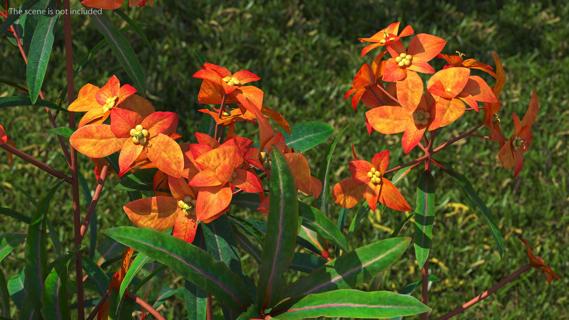 3D model Flowering Plants Collection 10 https://p.turbosquid.com/ts-thumb/aU/LdlOur/ia/floweringplantscollection10mb3dmodel017/jpg/1663181574/1920x1080/fit_q87/2dccbb391c8dd2dbfd5df59deea5d34b947b50e4/floweringplantscollection10mb3dmodel017.jpg