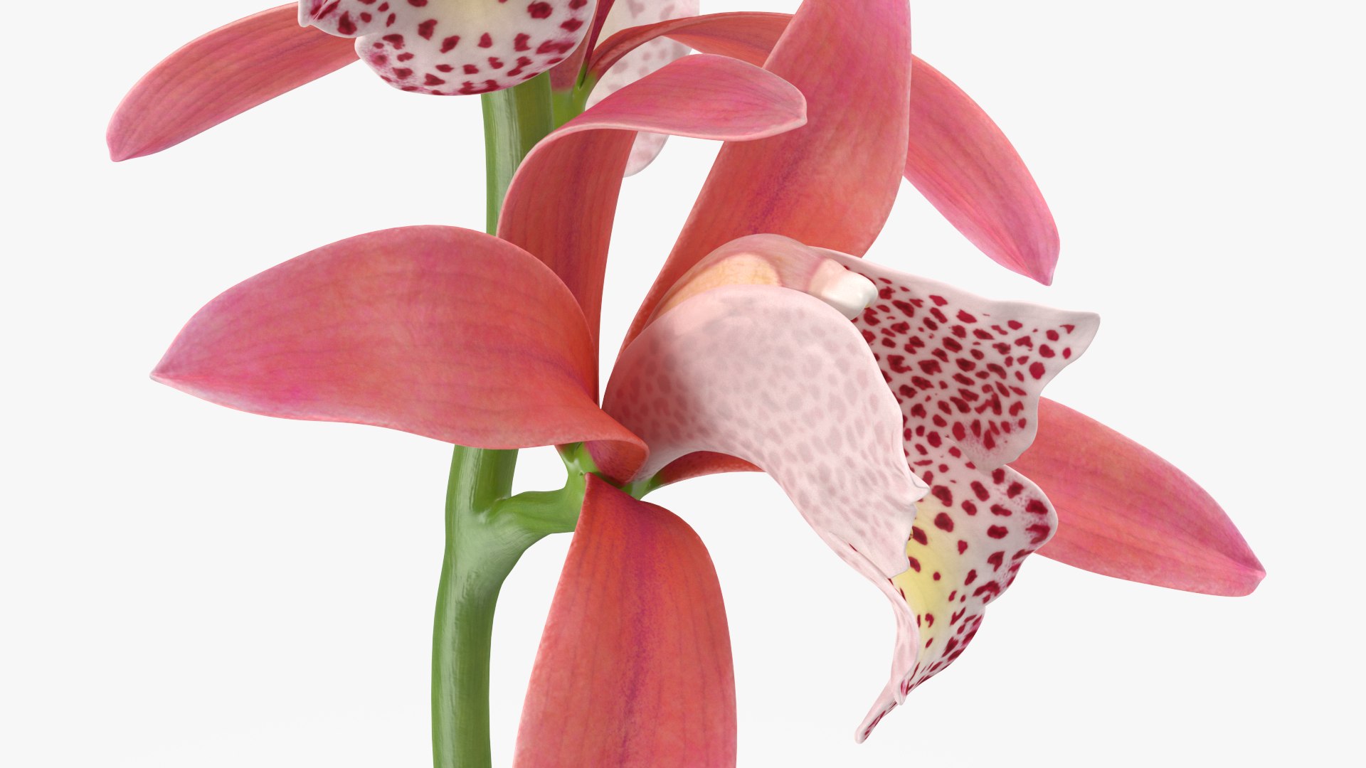 3D model Flowering Plants Collection 10 https://p.turbosquid.com/ts-thumb/aU/LdlOur/jG/floweringplantscollection10mb3dmodel069/jpg/1663181792/1920x1080/fit_q87/2e46387a635c2e0284e2049ae4440598f91acae8/floweringplantscollection10mb3dmodel069.jpg