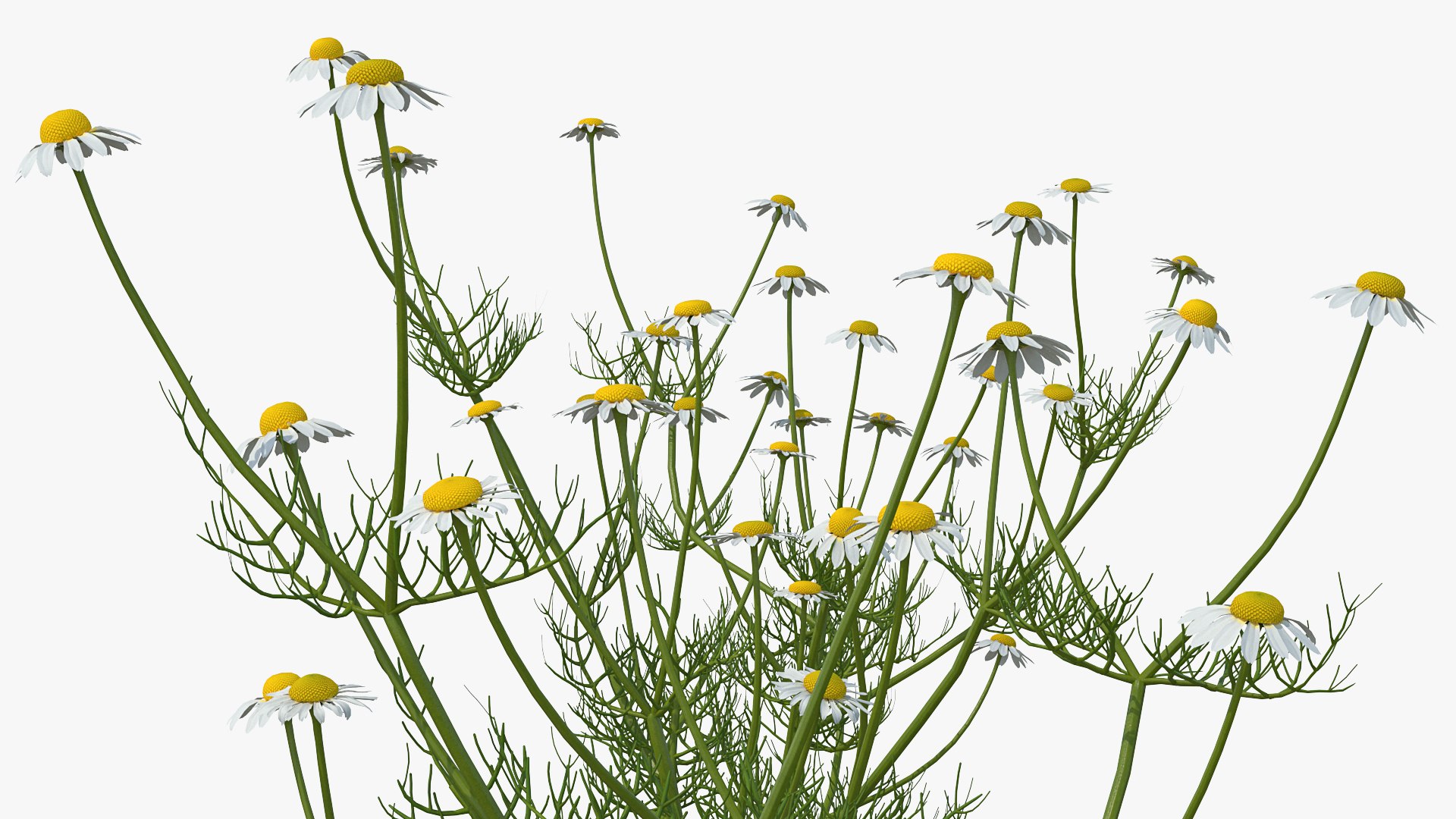 3D model Flowering Plants Collection 10 https://p.turbosquid.com/ts-thumb/aU/LdlOur/jM/floweringplantscollection10mb3dmodel103/jpg/1663181933/1920x1080/fit_q87/644533f3d6058fe24d36967208dfb311f535e2ce/floweringplantscollection10mb3dmodel103.jpg
