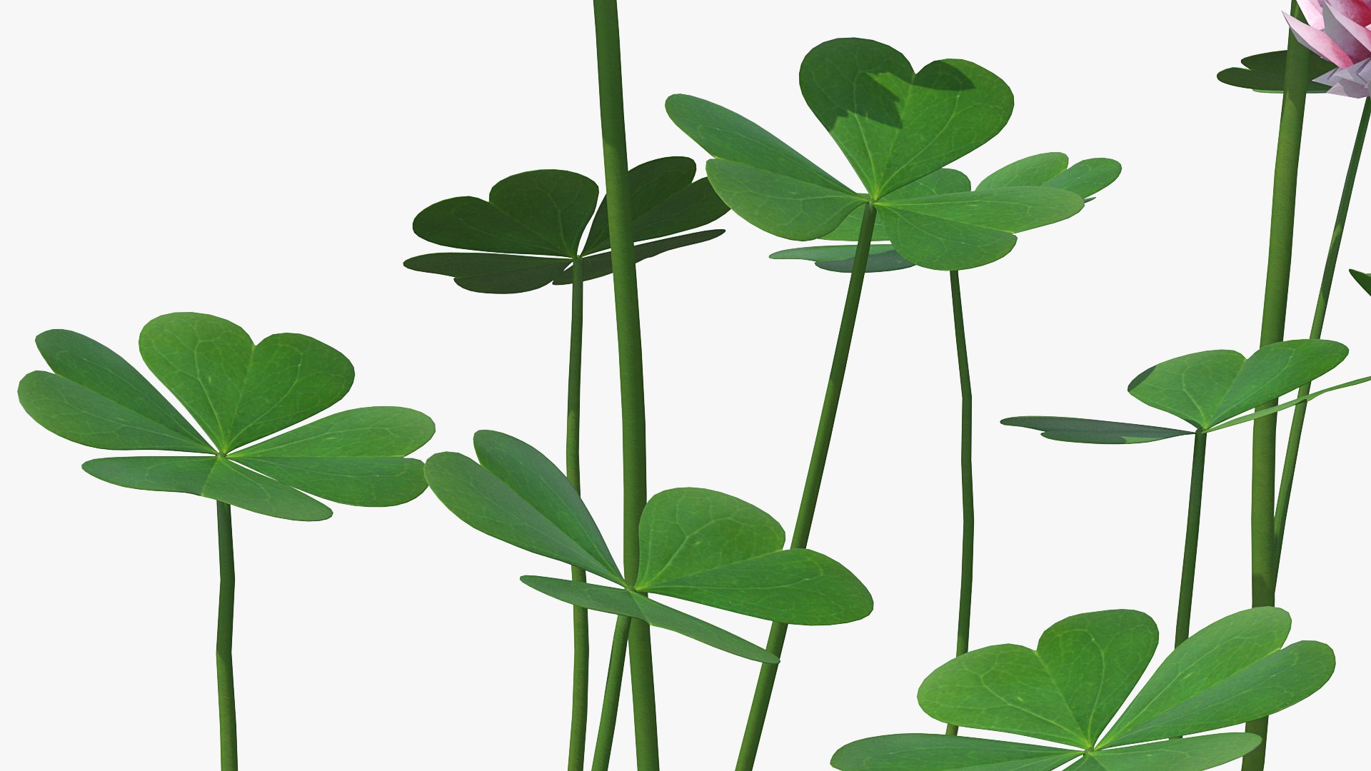 3D model Flowering Plants Collection 10 https://p.turbosquid.com/ts-thumb/aU/LdlOur/jY/floweringplantscollection10mb3dmodel044/jpg/1663181690/1920x1080/fit_q87/eb791cc98bd26a9841cd56ee8ca6eb11a1dfc2b4/floweringplantscollection10mb3dmodel044.jpg