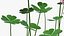 Flowering Plants Collection 10