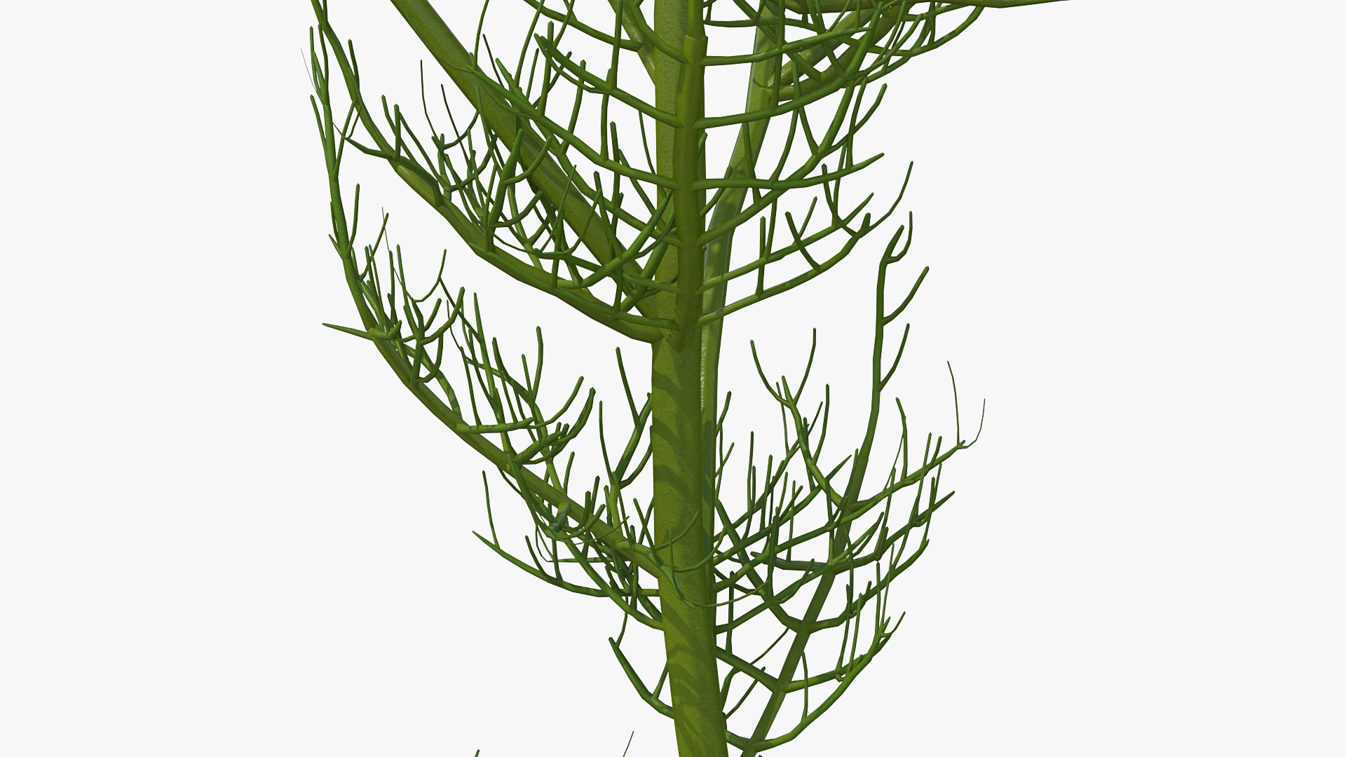3D model Flowering Plants Collection 10 https://p.turbosquid.com/ts-thumb/aU/LdlOur/kH/floweringplantscollection10mb3dmodel105/jpg/1663181940/1920x1080/fit_q87/1459d927f720df08f9e39afa0a0faa70f0c23a75/floweringplantscollection10mb3dmodel105.jpg