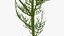 Flowering Plants Collection 10