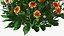 Flowering Plants Collection 10