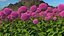 Flowering Plants Collection 10