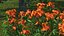 Flowering Plants Collection 10