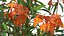 Flowering Plants Collection 10