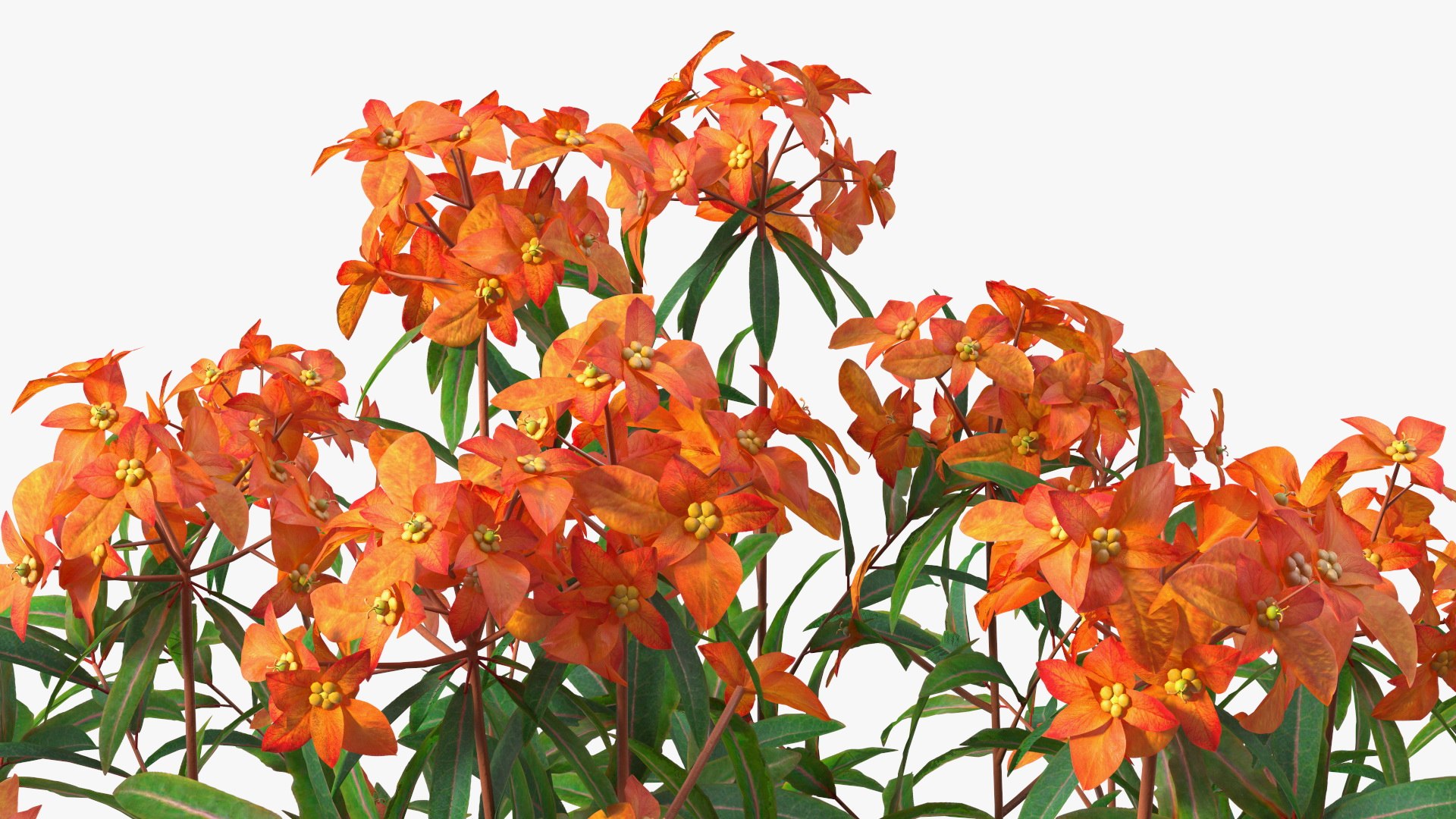 3D model Flowering Plants Collection 10 https://p.turbosquid.com/ts-thumb/aU/LdlOur/u4/floweringplantscollection10mb3dmodel026/jpg/1663181610/1920x1080/fit_q87/38ff93835dfd036e8d42bde722a3972bf085757d/floweringplantscollection10mb3dmodel026.jpg