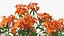 Flowering Plants Collection 10