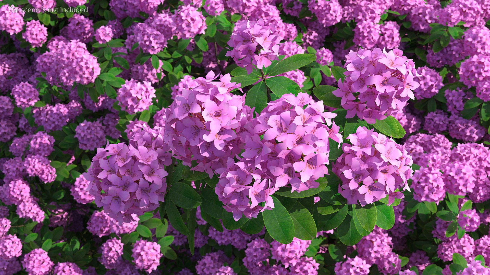 3D model Flowering Plants Collection 10 https://p.turbosquid.com/ts-thumb/aU/LdlOur/vW/floweringplantscollection10mb3dmodel048/jpg/1663181708/1920x1080/fit_q87/a81aaa77c6fbb12b7b563236f61ee451fcb0de1f/floweringplantscollection10mb3dmodel048.jpg
