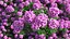 Flowering Plants Collection 10