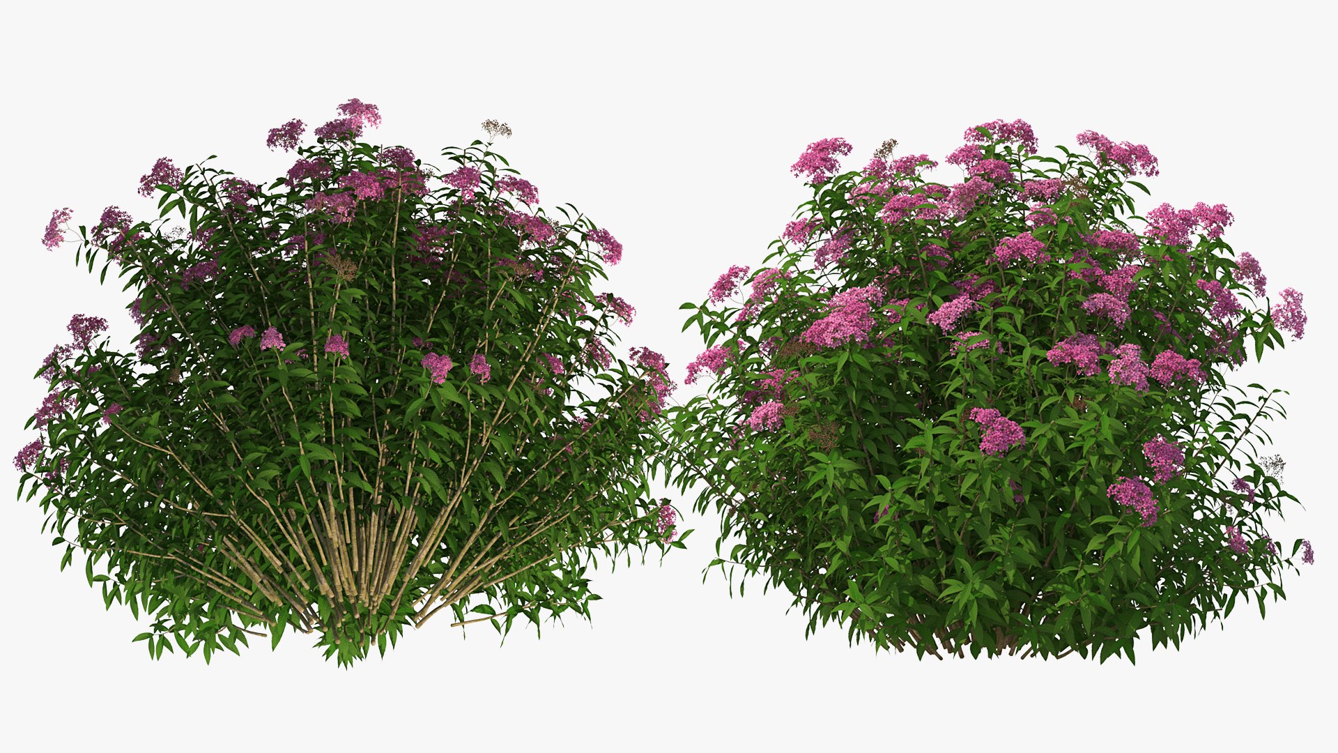 3D model Flowering Plants Collection 10 https://p.turbosquid.com/ts-thumb/aU/LdlOur/vW/floweringplantscollection10mb3dmodel083/jpg/1663181853/1920x1080/fit_q87/2508411cb8fdd14d691a280915faf62d1e228b64/floweringplantscollection10mb3dmodel083.jpg