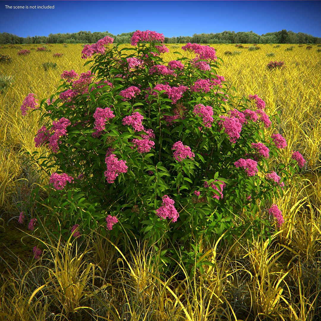 3D model Flowering Plants Collection 10 https://p.turbosquid.com/ts-thumb/aU/LdlOur/w6/floweringplantscollection10mb3dmodel079/jpg/1663181836/1920x1080/fit_q87/08e24bf237cd9157c0ce4a69311462b89c1cdaca/floweringplantscollection10mb3dmodel079.jpg