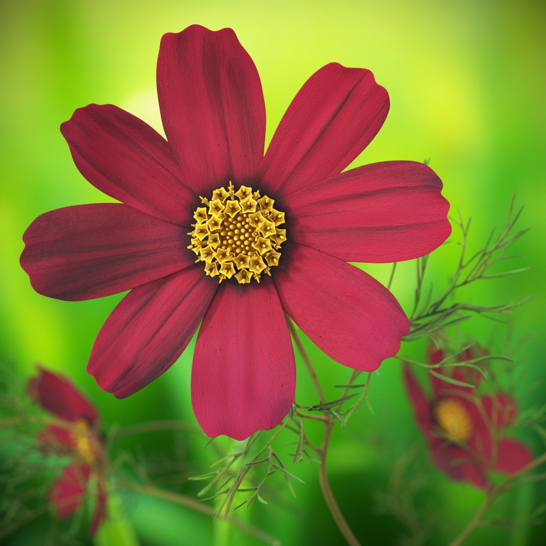 Garden Plant Cosmos Bloom Red 3D model https://p.turbosquid.com/ts-thumb/aU/PmJRhb/00/garden_plant_cosmos_bloom_red_001/jpg/1766389050/1920x1080/fit_q87/32f4becac92b90f191aef806d9d4d41b4a760589/garden_plant_cosmos_bloom_red_001.jpg
