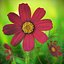 Garden Plant Cosmos Bloom Red