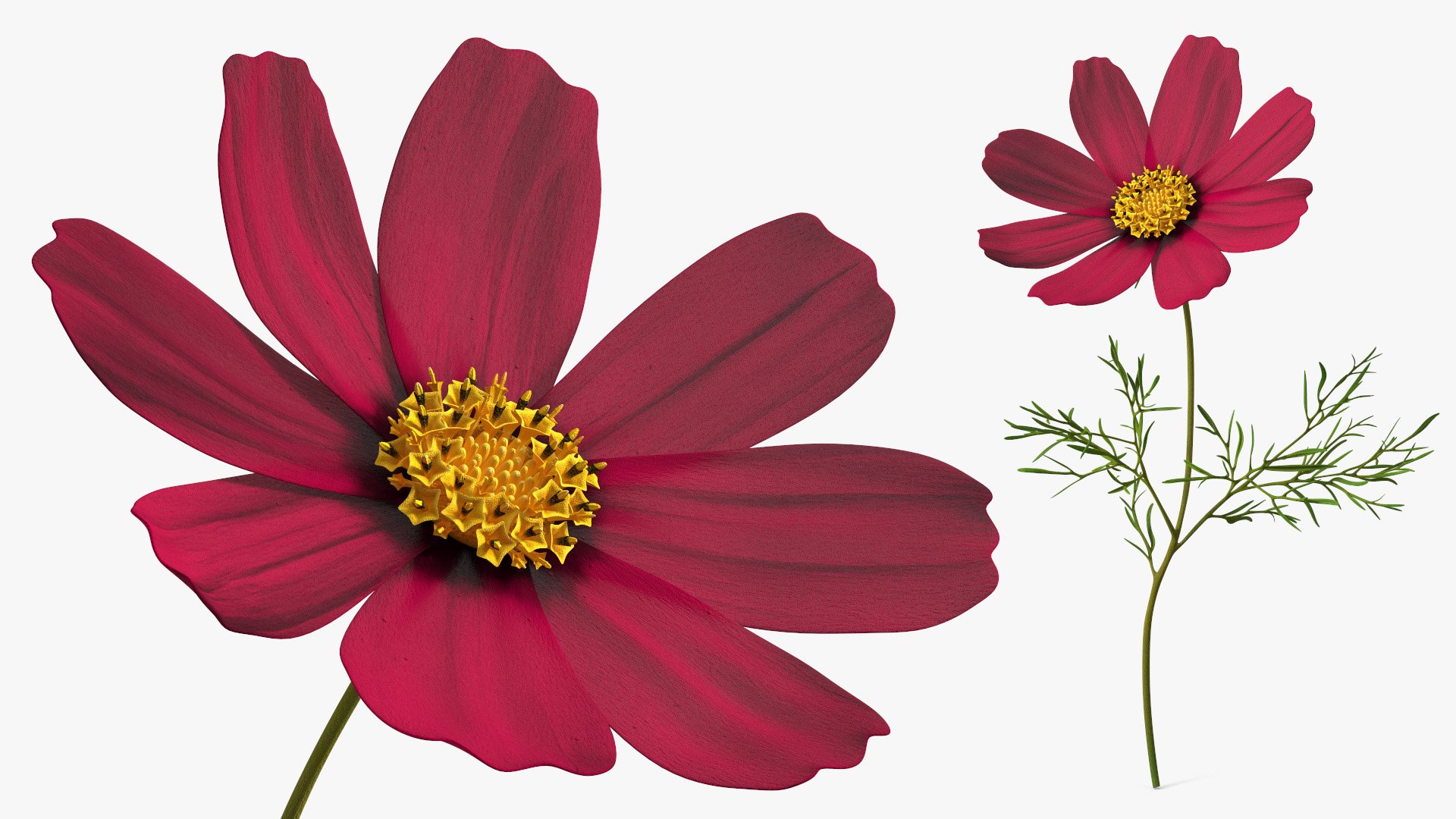 Garden Plant Cosmos Bloom Red 3D model https://p.turbosquid.com/ts-thumb/aU/PmJRhb/54/garden_plant_cosmos_bloom_red_006/jpg/1766389125/1920x1080/fit_q87/b035b2674b9fbfa93687607673653114226ef4db/garden_plant_cosmos_bloom_red_006.jpg