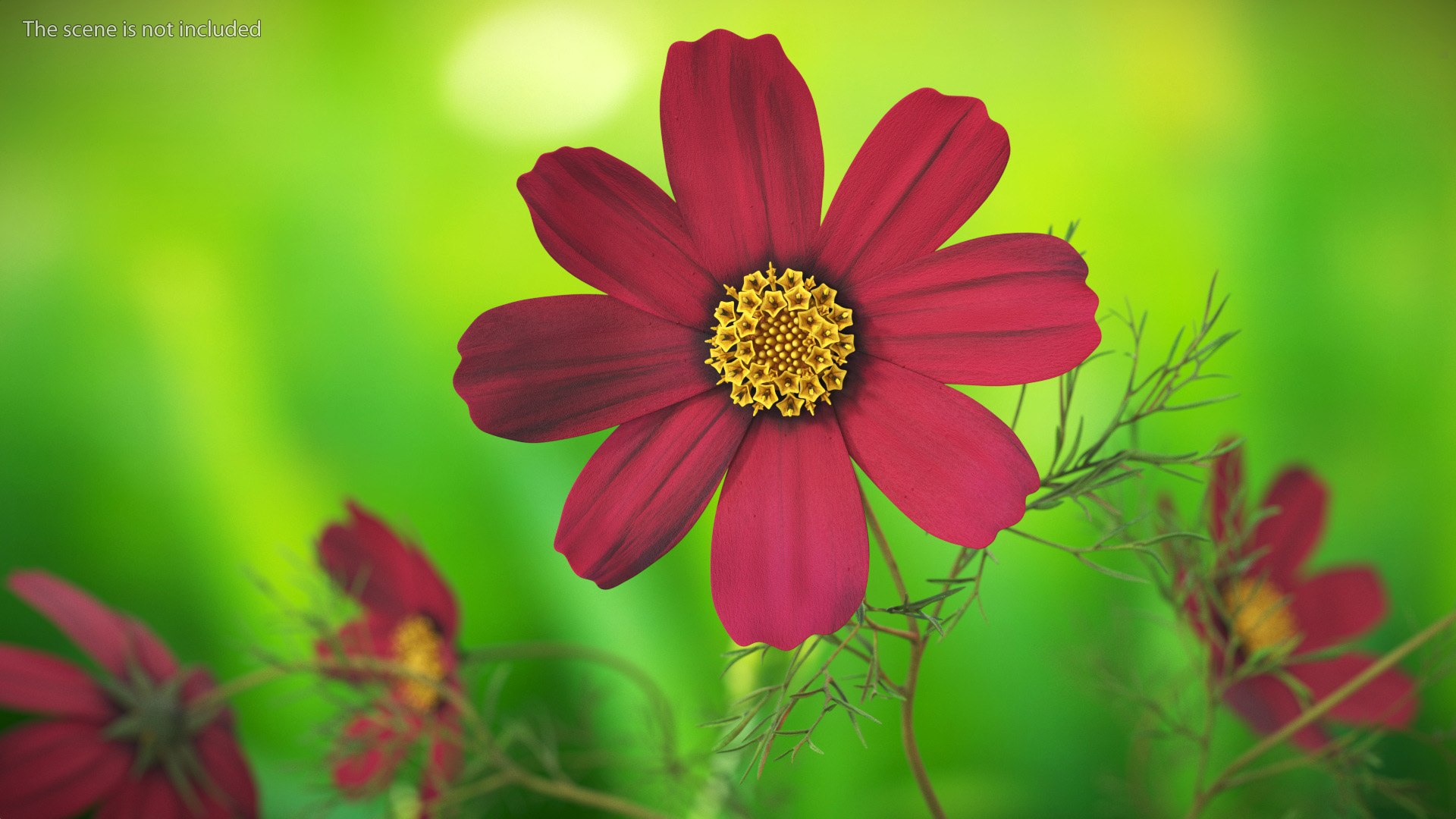 Garden Plant Cosmos Bloom Red 3D model https://p.turbosquid.com/ts-thumb/aU/PmJRhb/5w/garden_plant_cosmos_bloom_red_002/jpg/1766389052/1920x1080/fit_q87/ab2b0c3ebdfc7eb9e119e22007437987cd25815e/garden_plant_cosmos_bloom_red_002.jpg