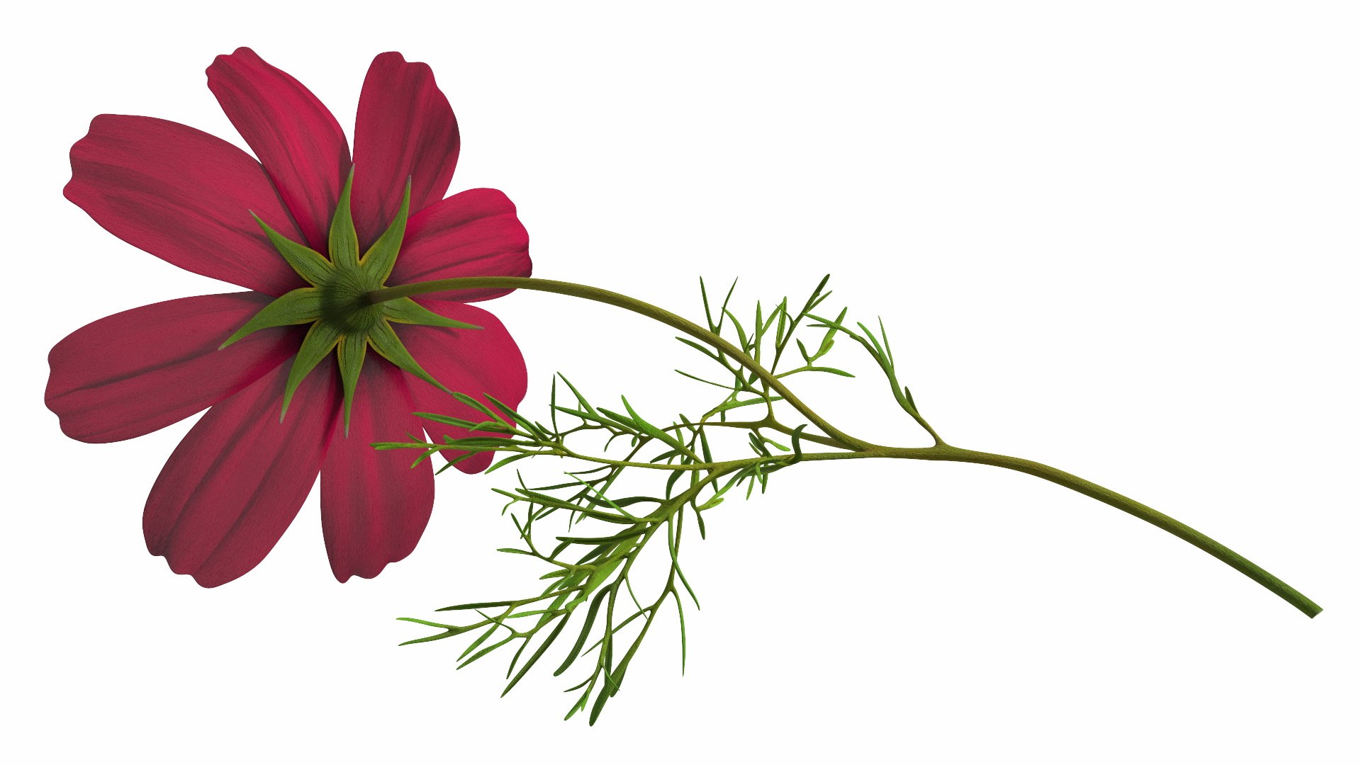 Garden Plant Cosmos Bloom Red 3D model https://p.turbosquid.com/ts-thumb/aU/PmJRhb/8d/garden_plant_cosmos_bloom_red_007/jpg/1766389128/1920x1080/fit_q87/03fdf18ac28186be06051c28862bdb29cfd2f45b/garden_plant_cosmos_bloom_red_007.jpg