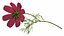 Garden Plant Cosmos Bloom Red