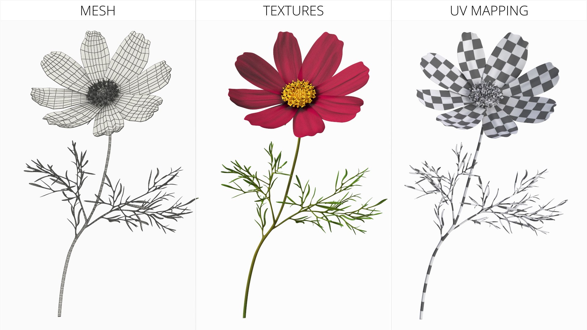 Garden Plant Cosmos Bloom Red 3D model https://p.turbosquid.com/ts-thumb/aU/PmJRhb/El/garden_plant_cosmos_bloom_red_009/jpg/1766389133/1920x1080/fit_q87/d21d00573394deffb514682939fea6b47419e532/garden_plant_cosmos_bloom_red_009.jpg