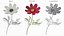 Garden Plant Cosmos Bloom Red