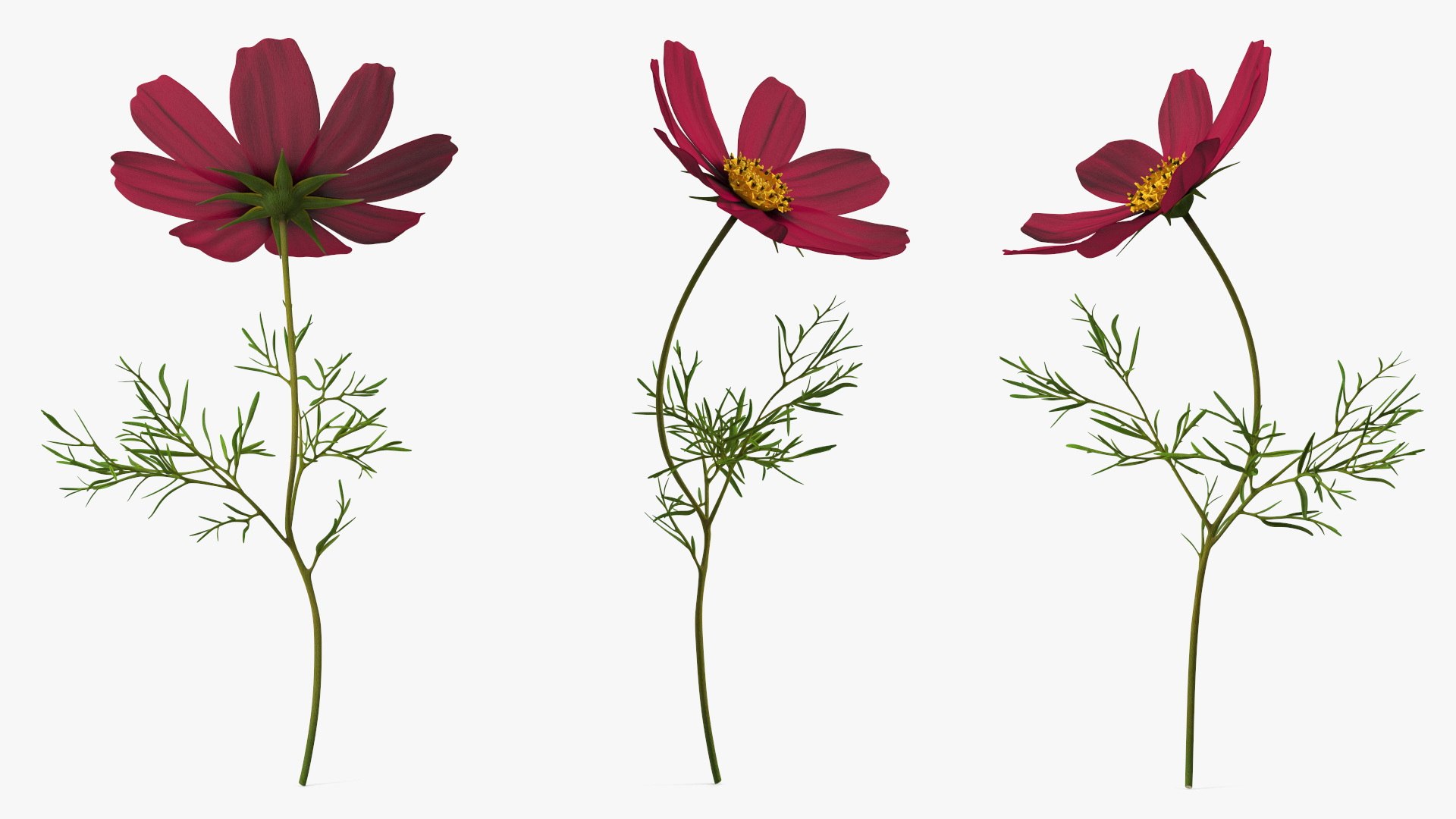 Garden Plant Cosmos Bloom Red 3D model https://p.turbosquid.com/ts-thumb/aU/PmJRhb/LR/garden_plant_cosmos_bloom_red_005/jpg/1766389122/1920x1080/fit_q87/88c727b70076b05b10c1480580e30342a05ccb3f/garden_plant_cosmos_bloom_red_005.jpg
