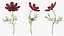 Garden Plant Cosmos Bloom Red