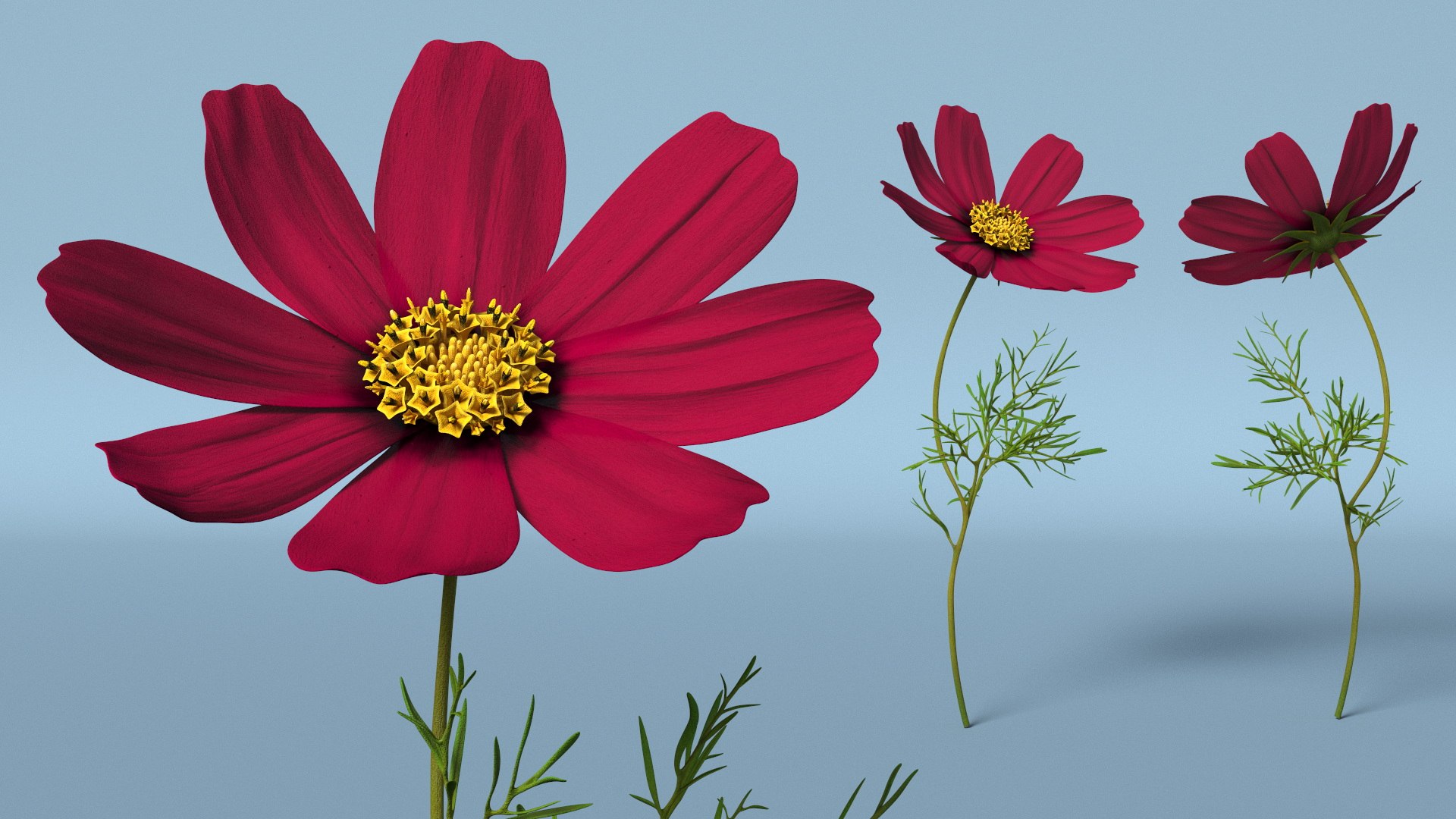 Garden Plant Cosmos Bloom Red 3D model https://p.turbosquid.com/ts-thumb/aU/PmJRhb/MD/garden_plant_cosmos_bloom_red_004/jpg/1766389120/1920x1080/fit_q87/435cd3aef723bcb5d5f6487685cb1398ee1fc513/garden_plant_cosmos_bloom_red_004.jpg