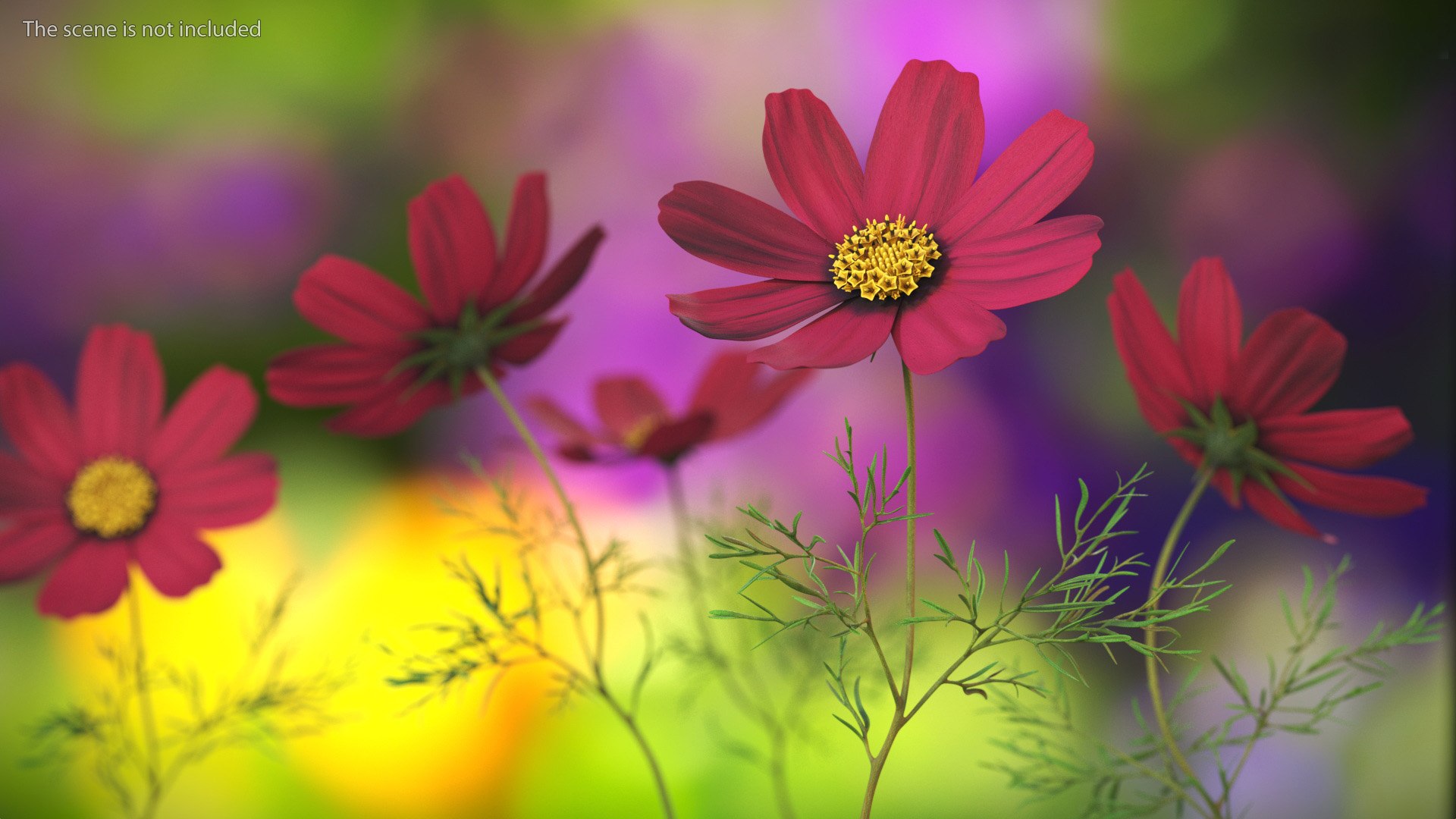 Garden Plant Cosmos Bloom Red 3D model https://p.turbosquid.com/ts-thumb/aU/PmJRhb/SM/garden_plant_cosmos_bloom_red_003/jpg/1766389117/1920x1080/fit_q87/1ef7fd9d8950dc403586ace094261a96163dcbed/garden_plant_cosmos_bloom_red_003.jpg