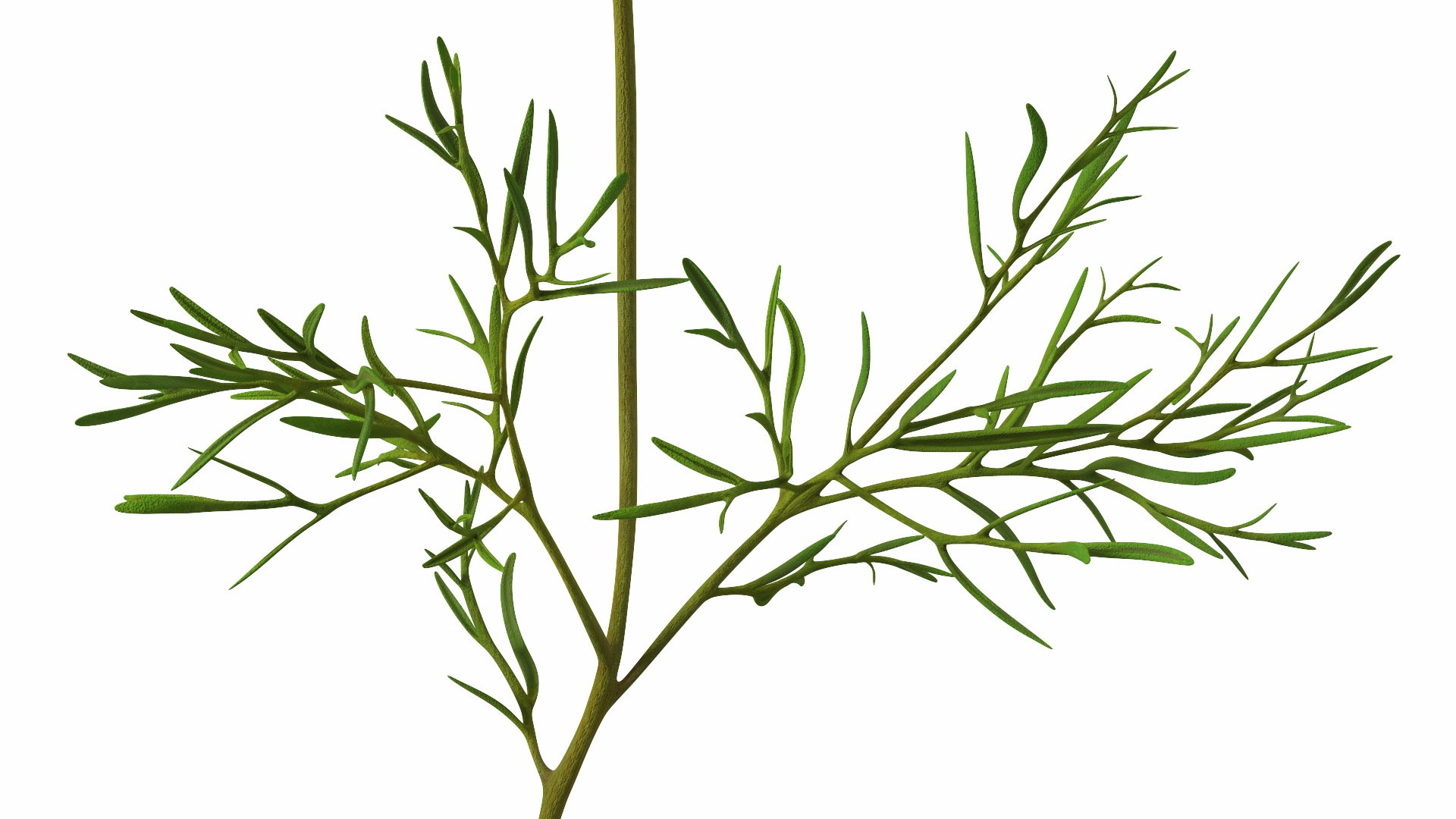 Garden Plant Cosmos Bloom Red 3D model https://p.turbosquid.com/ts-thumb/aU/PmJRhb/Sb/garden_plant_cosmos_bloom_red_008/jpg/1766389130/1920x1080/fit_q87/e379d4827a04a469d0baa63fd1390b528af643d2/garden_plant_cosmos_bloom_red_008.jpg