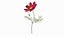 Garden Plant Cosmos Bloom Red